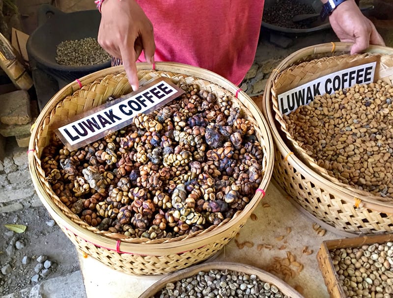 Kopi Luwak: uno de los alimentos más caros del mundo