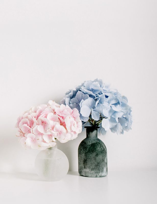 Hortensias rosas y azules en jarrones de capullos