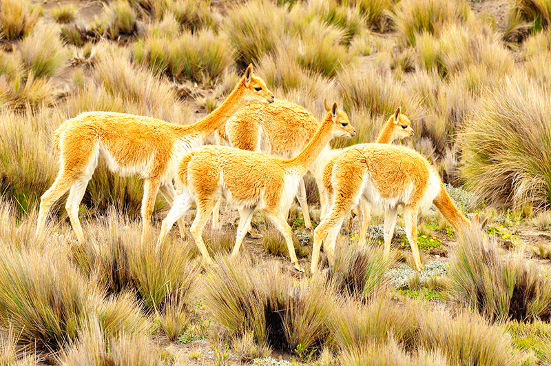 Un grupo de vicuñas de la sierra de Ecuador