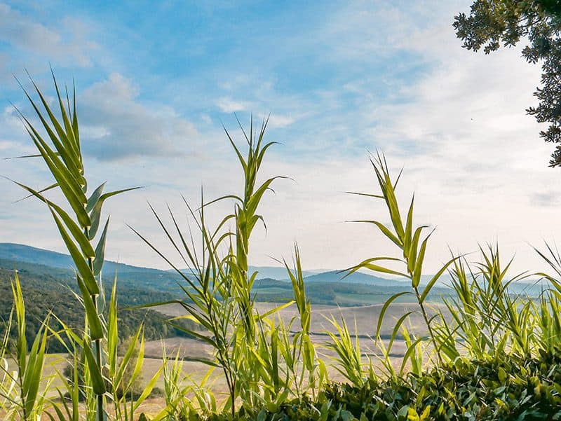 Campos de maíz en la Toscana, Italia